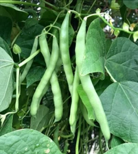 500+ Blue Lake BUSH Green Beans | Non-GMO Garden Seeds USA | Ships Free