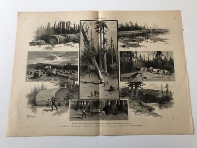 1886 Harpers Antique Print Cutting Down Redwood Trees In California #4819