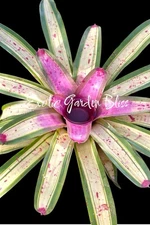 Neoregelia ‘Hoopla’ – Large Offset | Variegated Bromeliad By Ray Coleman