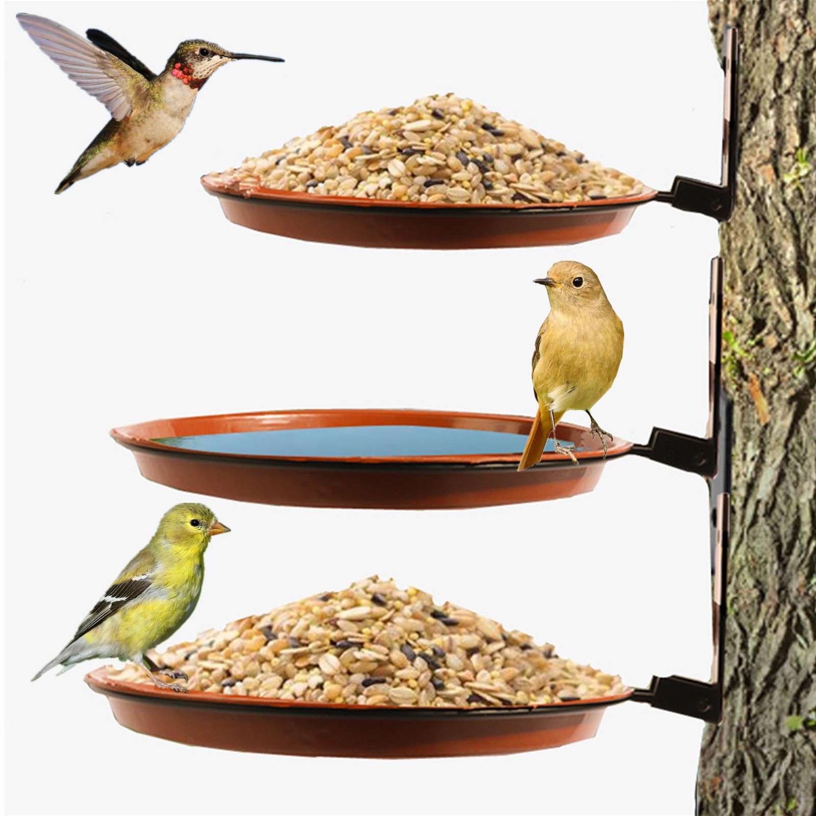 Trays Parrots Bath Bowl, Tree Mounted Installed On Wooden Fe