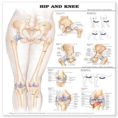 Hip and Knee Anatomical Chart Wolters Kluwer Health Paperback Wol