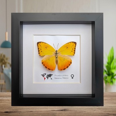 Gerahmter Phoebis Philea Schmetterling: orange-balkeniger Schwefel, 6''x6'' Display
