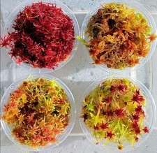 Mousse de sphaigne vivante mousse de tourbe vivante mousse vivante sphagne...