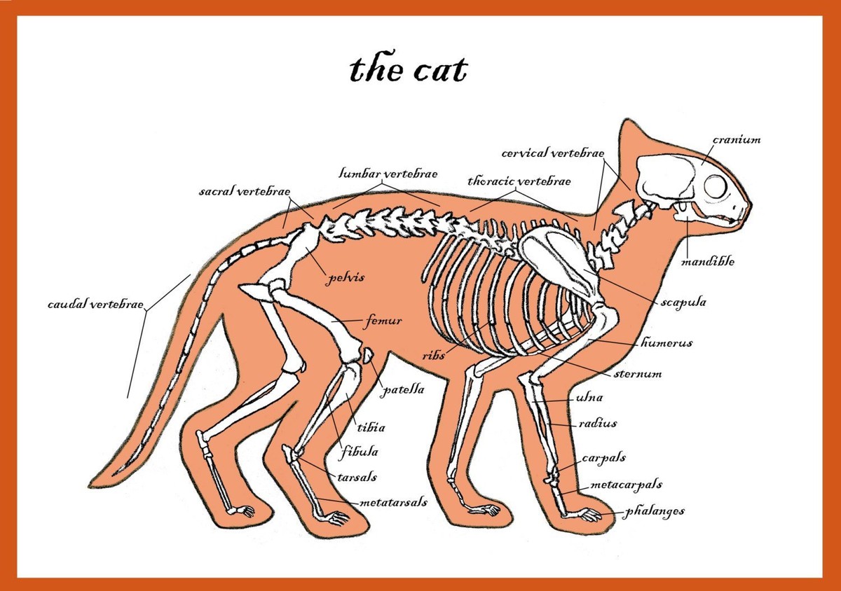 Cat Diagram Anatomy Sagittal Section Of A Cat Head Anatomy Cats Vector