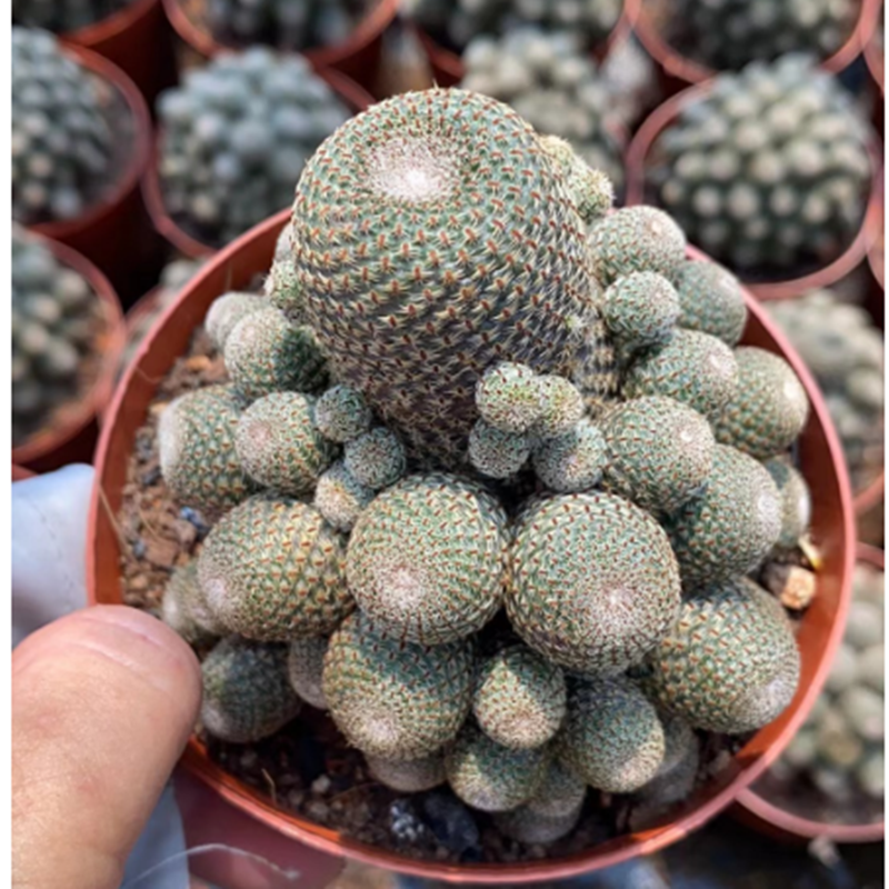 Agave titanota Hades 129 【公式通販】