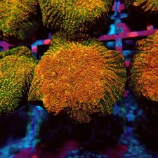 WYSIWYG - WWC Stellaria Chalice