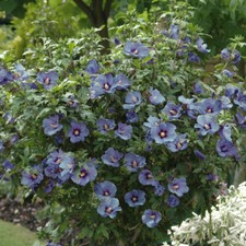 Flowering Shrub, Hibiscus Marina Blue, Hardy Blooms, Patio or Border,