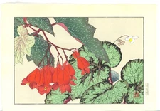 Hironan Tanigami Woodblock print Begonia Western flower illustrations First