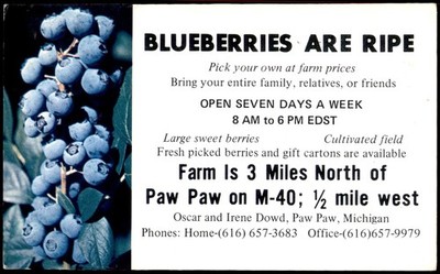 Vintage Blueberries Are Ripe Farm Advertising Postcard Paw Paw MI
