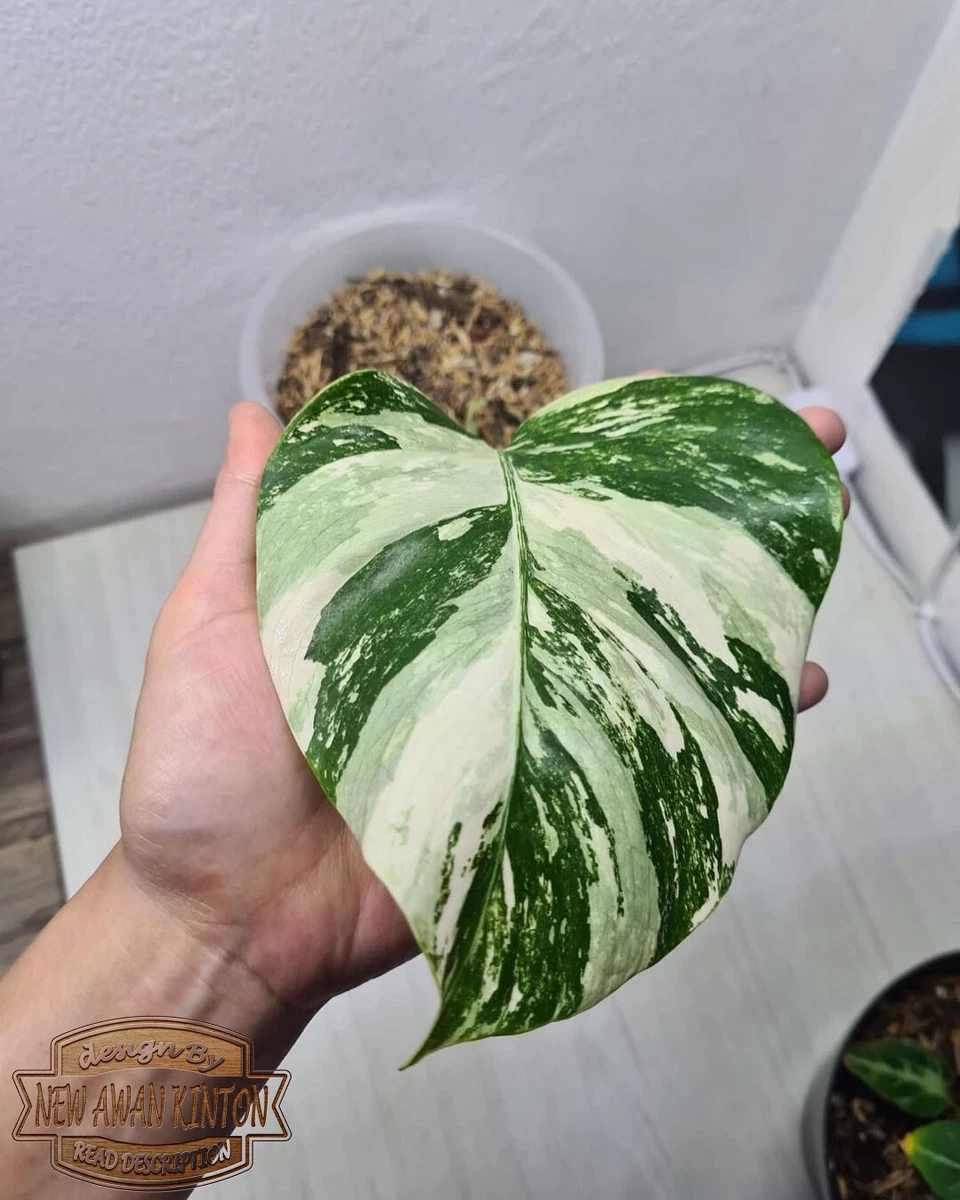 Monstera White Tiger Variegated Free Philodendron Pink Princess