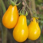 15 Yellow Pear Tomato Seeds Heirloom