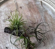 Florida Air Plants - Organic Greenery- Healthy  Small/Medium Size