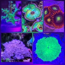 Soft Coral Variety Pack – 5 Beginner-Friendly Corals!