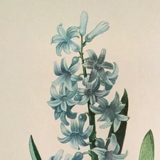 P. J. Redoute Flowers Hyacinthus Orientalis Botanical Art Book Plate 65 Print