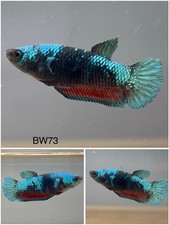Betta Live Fish Female - Koi Black Blue Galaxy HMPK - BW73 - High Quality A