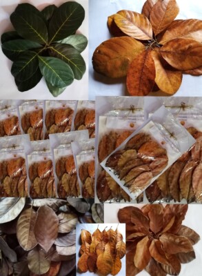 100% organic dried jackfruit leaves kataha 150pcs aquarium shrimp biofilm fish 