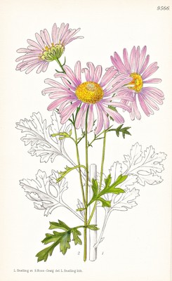 Chrysanthemum Rubellum Wales Blume Botanik flower botany lithograph Curtis 9566