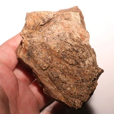 Triceratops Frill Fossil Huge Thick Veiny Dinosaur - Hell Creek Formation