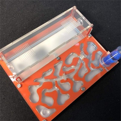 Ant Farm Educational Formicarium für LIVE Ameisen Reagenzglas Feuchtigkeit gr...