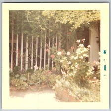 Vtg Color Snapshot Lush Garden Blossoms Fence 1964 1960s