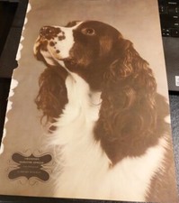 Springer Spaniel Dog Henry Waxman 10X14 Photo Print Champion Eldgyth Apollo '41