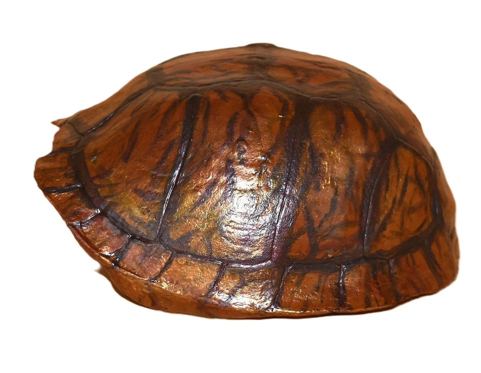 Eastern Box Turtle Shell Appalachian Taxidermy Art & Appalachian Coral Fossil - Image 4 of 4