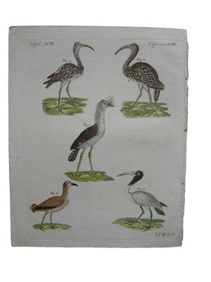 Fallow bird Scolopax Cariama, forest pelican color copperplate Bertuch 1800