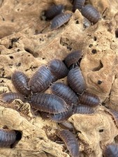 15 Giant Canyon Isopods Starter Springtails Culture  Porcellio dilatatus