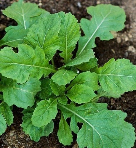 ROCKET WASABI SEEDS Leafy Vegetable Seeds Arugula Wasabi Rocket Seeds