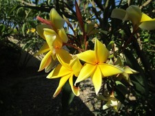 Plumeria cutting Aztec Gold 2 tip 9-11 inch tropical warm climates only