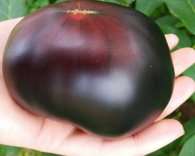 Black Beauty-чёрная красавица № 299 tomates semillas 10 St ...