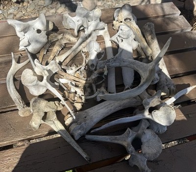 Misc. Grab Box Of As Found Animal  Bones  - Various Ethically Sourced Oddity