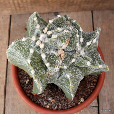 A6574 ASTROPHYTUM MYRIOSTIGMA DICHOTOMIC pot20-H19-W21 cm MaMa Cactus
