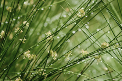 SAMEN Flatter-Binse Juncus effusus Teichpflanze Grassamen Ziergras mit Blüten