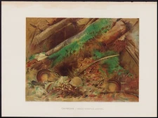 1904 Lang Original Antique Mammal Print Chipmunk, Tamias Striatus Lysteri
