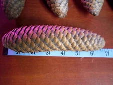 50+ BIG EXTRA LARGE XL Real FRESH Natural Norway Spruce Pine Cones 5"- 8" JUMBO