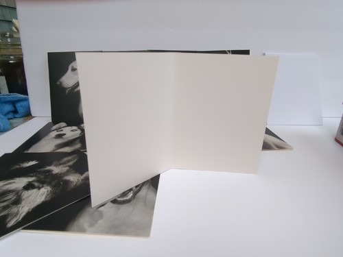 Finding Home Notecards Blank Dog Cards - Sale Benefits Dog Mountain - Imagen 13 de 14