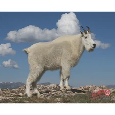 DuraMesh Archery Target Mountain Goat