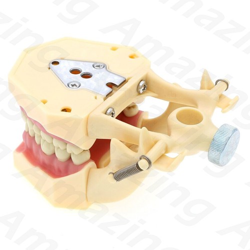 Dental Frasaco AG3 Tipo Typodont Modelo 32PC Dientes Restaurador Extraíble Atornillable - Imagen 5 de 9