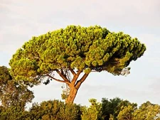 5 Pine Nut ITALIAN STONE PINE Pinus Pinea Umbrella Tree Seeds
