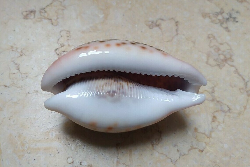 cypraea pantherina GEM wow red sea shell super natural glossy 85.7mm F ...