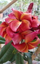 Rare Plumeria Solaire, limited ,1 middle cutting, no roots- imported, 6-10"