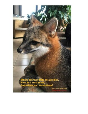 large, profile, full color glossy, pet fox poster