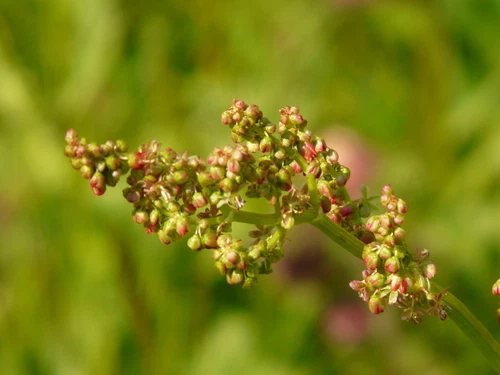1000 Samen WIESEN SAUERAMPFER Rumex acetosa Heilpflanze mit viel Vitamin C