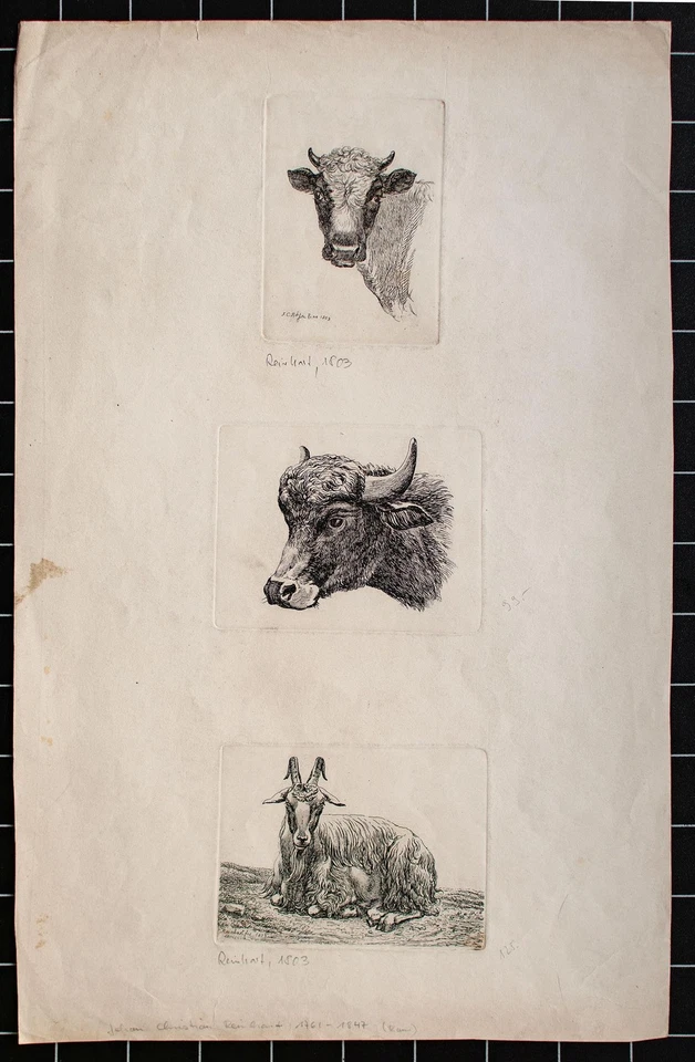 Johann Christian Reinhart Kuh Ziege Tierdarstellung Original Kupferstich 1803 - Bild 2 von 2