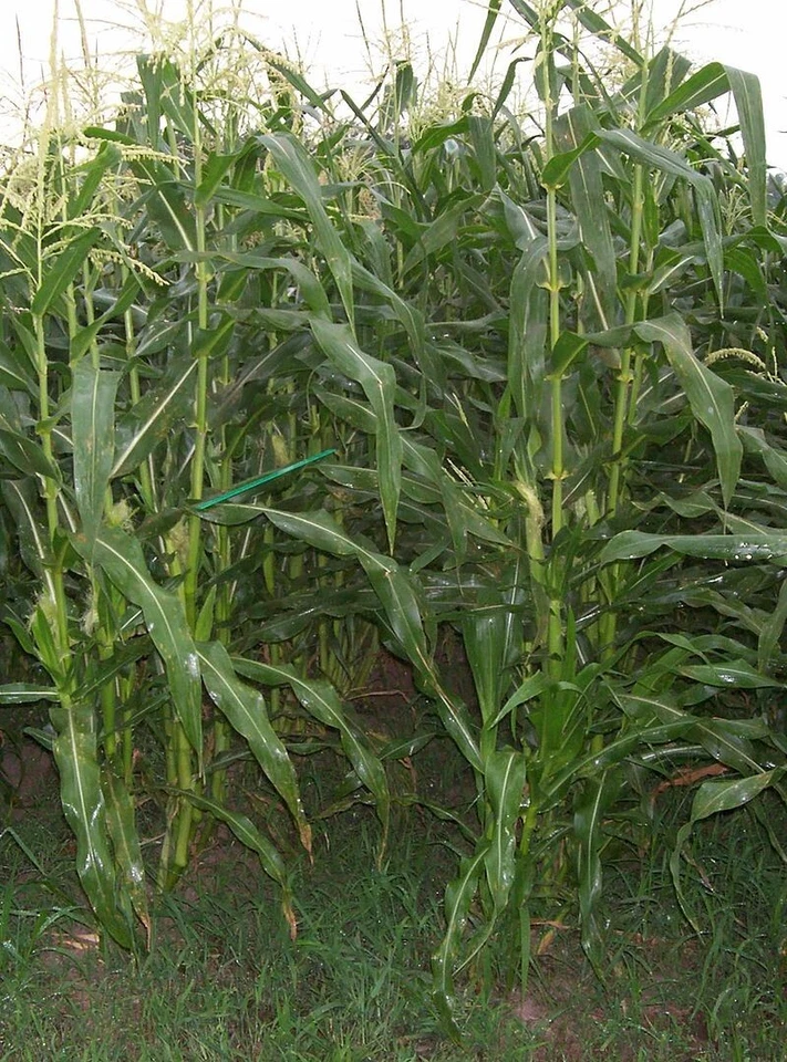 Organic Sweet Corn Seeds Heirloom NON-GMO FRESH stock Nebraska Sweet Corn USA - Image 4 of 4