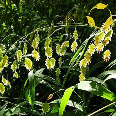 NORTHERN SEA OATS Chasmanthium Latifolium 25 SEEDS | eBay