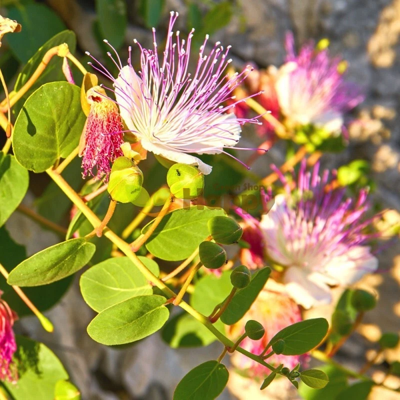 What are 2024 capers made from