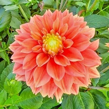 Dahlia SUNSET TROPICANA 1 Live Flower Plant Bulb Tuber ORANGE PEACH YELLO COPPER