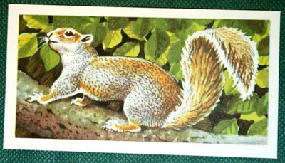 GREY SQUIRREL   Vintage 1950's Illustrated Wildlife Card  LE27MS